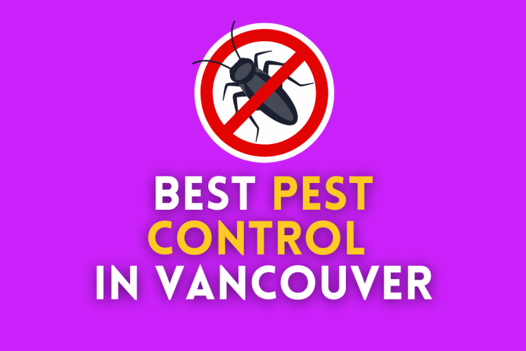 Top 5 Best Pest Control Companies in Vancouver