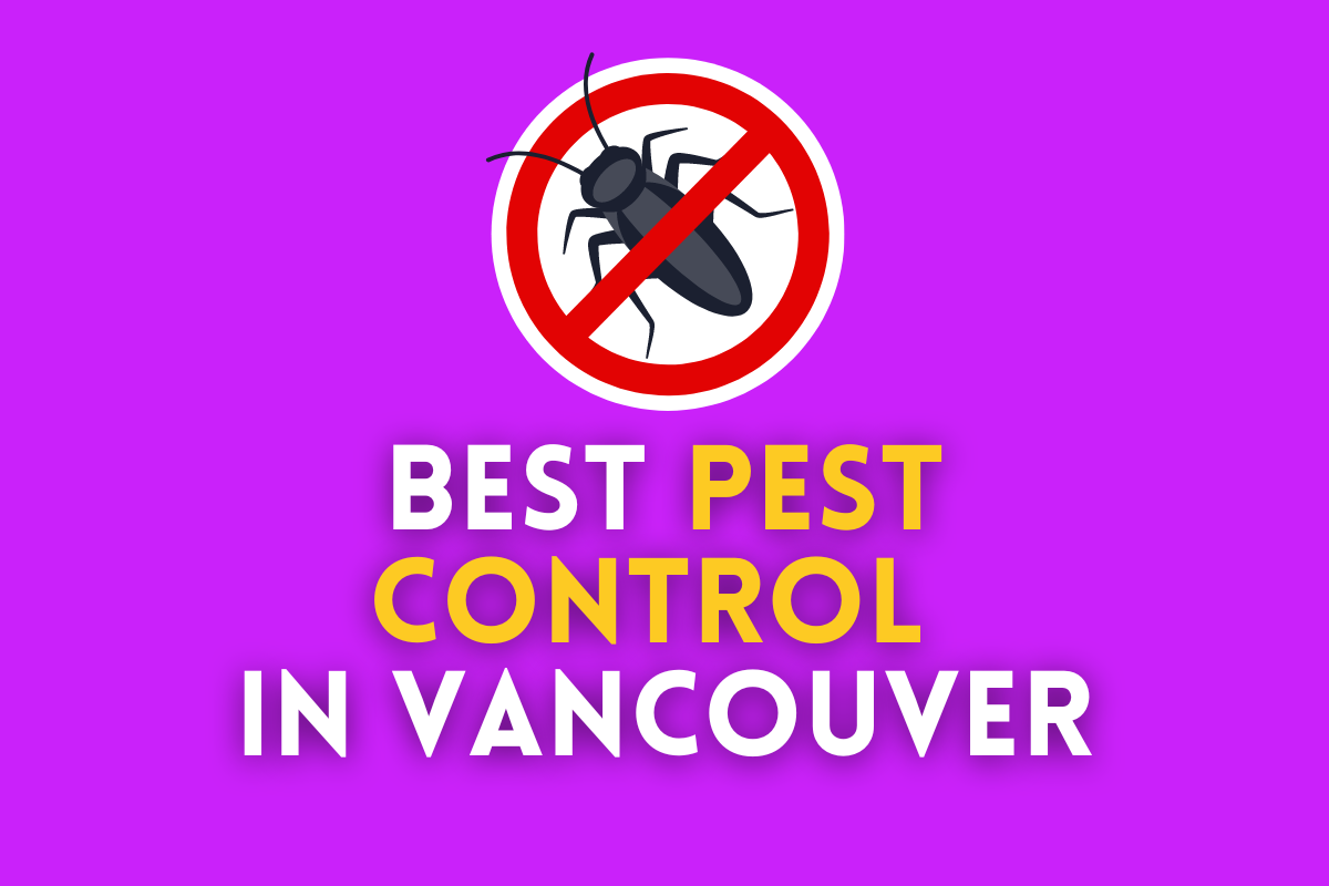 Top 5 Best Pest Control Companies in Vancouver